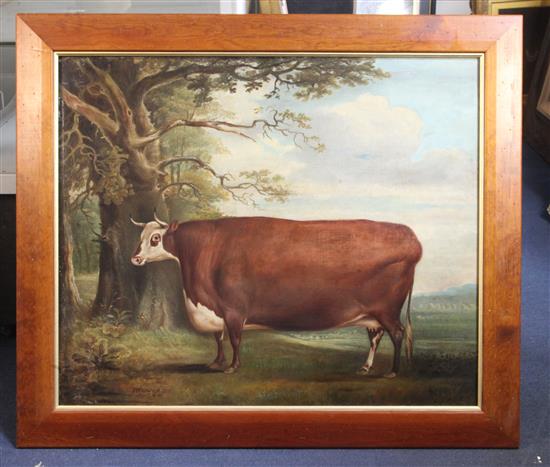 Thomas Weaver (1774-1843) Naive study of a prize cow in a landscape 25 x 30in.